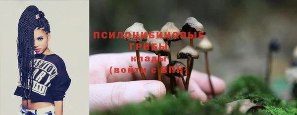 прущие грибы Беломорск